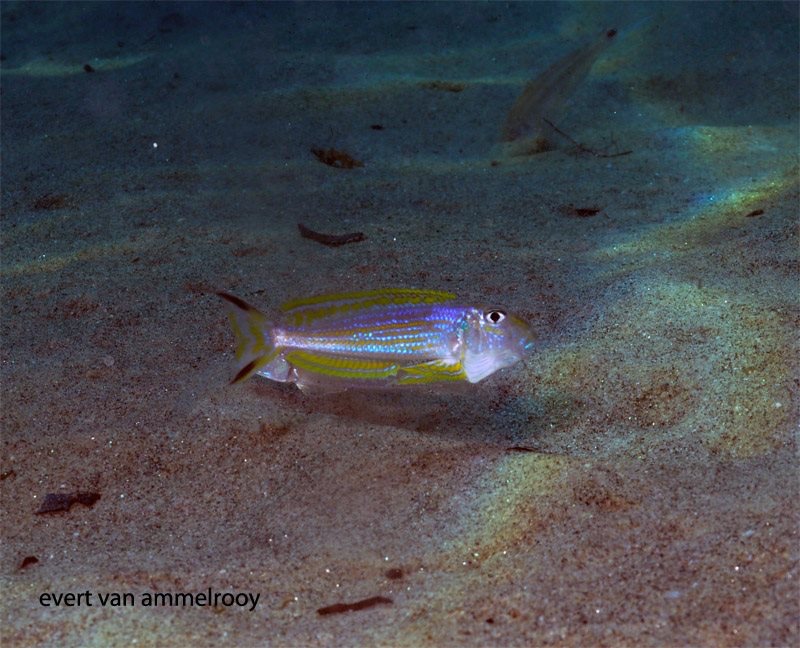 Xenotilapia ochrogenys 'Mahale NP'